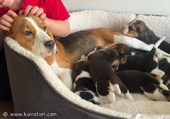 myydään beagle www.koiratori.com-ilmoitus Upea pentue kolmivärisiä beagle-pentujaesittelemme ylpeänä kauniin kolmivärisen beagle-pentueemme, joka voi erinomaisesti ja on kasvanut rakastavassa ympäristössä. Pennut ovat syntyneet 15. Maaliskuuta 2026 ja kasvaneet vilkkaassa perhe-elämässä, tottuneina arjen ääniin, lapsiin ja runsaaseen huomioon. Ne ovat sosiaalisia, tasapainoisia ja erittäin hellyyttäviä seuralaisia.pentueessa on 5 urosta ja 4 narttua, joilla kaikilla on rodulle tyypillinen hurmaava ulkonäkö, kauniit väritykset ja iloinen luonne.molemmat vanhemmat ovat terveitä ja hyvin hoidettuja. Emä on lempeä ja rakastava luonteeltaan, ja isä on komea, näyttelylinjainen beagle, joka on valittu erinomaisen luonteensa ja upean värityksensä ansiosta. Yhdessä ne ovat tuottaneet todella hienon pentueen.pennut luovutetaan uusiin koteihinsa:- eläinlääkärin tarkastamina- säännöllisesti madotettuina- kirppuhoidettuina- mikrosirutettuinalisäksi mukaan tulee tuttu viltti, lelu sekä ruokaa, jotta pentu pääsee turvallisesti alkuun uudessa kodissaan.pennut ovat valmiita uusiin koteihinsa 8 viikon iässä alkaen 10. Toukokuuta 2026.etsimme pennuille vastuullisia ja rakastavia koteja, joissa niistä pidetään huolta koko niiden elämän ajan.nämä ihanat beagle-pennut tuovat iloa, uskollisuutta ja seuraa oikeaan kotiin.lisätietoja saat ottamalla yhteyttä.