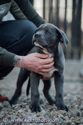 MYYDääN canecorso www.koiratori.com-ilmoitus Ihana max vielä vailla rakastavaa ja vastuuntuntoista kotia.max on syntynyt 30.12 ja rekisteröity eestin kennelliittoon.eläinlääkäri on pojan terveeksi todennut ja rokotukset on tehty iänmukaisesti sekä madotukset annettu asianmukaisesti.maxin vanhemmat on terveet ja hyväluonteiset.luonteeltaan poika on rauhallinen ja järkevä ja uudet asiat oppii nopeasti.sisäsiisteys hyvällä mallilla.max on tottunut toisiin koiriin ja kissoihin ja hän on muutenkin sosiaalinen ja rohkea pentu.mukaan kattava pentupaketti ja kasvattajan loppuelämän tuki.uudelta kodilta odotammme että rotuun on tutustuttu ja kaikki edellytykset tarjota pennulle hyvä ja huolehtiva koti on olemassa.mikäli sinulla on haaveissa ollut jo pidempään cane corso ja max kuulostaa juuri sinun pennultasi ota yhteyttä puhelimitse tai whatsapp +37255628699(puhun suomea)osamaksu muutamissa osissa mahdollinen oikealle ihmiselle.