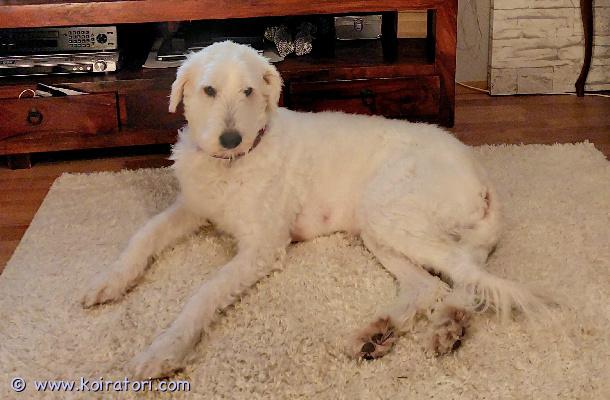 myydään etelävenäjänkoira www.koiratori.com-ilmoitus Etsitään pikaisesti uutta kotia 6-vuotiaalle etelänvenäjänkoira nartulle. Elänyt koko ikänsä sisäkoirana suomessa. Rekisteröity.pitkän harkinnan jälkeen olemme päättäneet luopua lounasta ja etsiä hänelle uuden kodin.louna on tottunut kissoihin, ankkoihin ja lintuihin. Sisäsiisti, omaa perhettään kohtaan suojeleva. Kotiin jossa ymmärrystä laumanvartijoista. Ei kerrostaloon. Nyt trimmattu lyhkäsempään kesäturkkiin, mutta pitkä turkki luonnostaan. 