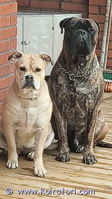 myydään monirotuisia www.koiratori.com-ilmoitus Syntynyt suomessa 24.4.2026 kahden eri rodun yhdistelmän pennut. 3n + 8upentujen vanhemmat asuvat samassa taloudessa. Vanhemmat ovat tottuneet erinlaisiin, erityisiin, aikuisiin ja ovat myös heille terapiakoiria siinä sivussa.isä ( bullmastiffi ) on rauhallinen sohvaperuna. Erittäin kiltti. Iso n. 60kg. Ulkona vahtii pihaa. Ottaa vieraat innokkaasti ja iloisesti vastaan. Tykkää olla rapsuteltavana, mutta osaa ja tykkää vetäytyä myös omaan rauhaan. Hyvin viisas ja ymmärtää puhetta. Rodunomainen. Suomessa syntynyt.emo (mallorcan doggi ) 40kg on kiltti, rauhallinen, hiukan epäileväinen uusia asioita kohtaan. Mutta aivan mahtava luonteinen kotikoira. Rodunomainen. Vahtiviettinen. Muttei liikaa. Tykkää tulla lähelle nukkumaan ja makoilemaan.harvinainen rotu  suomessa. Suomessa syntynyt.nämä ovat heidän ensimmäiset ja viimeiset pennut.pennut muistuttavat ulkonäöllisesti sekä värillisesti paljon isäänsä. pennut käytetään pentutarkastuksessa, sirutetaan ja madotetaan useaan otteeseen ennen luovutusikää.12.6.2026 ovat 7 viikkoisia.pennun hinta on 1100e ja siihen sisältyy varausmaksu 300e. Varausmaksu maksetaan varausta tehdessä ja 800e pennun lähtiessä uuteen kotiin.ei osamaksua. Varausmaksua ei palauteta.etsimme pennuille hyvät, rakastavat kodit.nämä tarvitsevat lempeän kasvatuksen, kuitenkin pitää olla johdonmukainen ja jämäkkä.positiivisella, iloisella asenteella.paljon, paljon, paljon totuttelua erinlaisista ympäristöistä, ihmisistä, eläimistä,kauppakeskuksista, autokyydeistä ja mitä vaan keksit.hyvin voimakas rotu joka vetää narussa, jos ei heti opeta seuraamista ja totuta tottelevaisuuteen.siitä jos luistaa niin on haastavat lenkkeilyt tiedossa. ( kokemuksesta tiedetään )pennut ovat keski-suomessa.jos sinua kiinnostaa antaa pennulle koti, laita sähköpostia ja kerro itsestäsi ja millaiseen kotiin haluaisit pennun ottaa. Jätä yhteystietosi niin ollaan yhteyksissä.