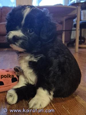 myydään Chinpoo  www.koiratori.com-ilmoitus Sosiaaliset ja reippaat chinpoon tyttö- ja poikapennut (1/4 japanese chin, 3/4 kääpiövillakoira) luovutusiässä vapun tienoilla. Vapaana 1 musta/harmaa tyttö ja poikia. Pennut ovat syntyneet 7.3.26 suomessa. Koko aikuisena noin 3-5kg ja 30-35cm. Pennut ovat eläinlääkärin tarkastamia,  sirutettuja ja madotettuja. Pentujen isä on puhdas kääpiövillakoira(4kg) ja emä 1/2 japanese chin 1/2 kääpiövillakoira (4kg). Pennut ovat tottuneet käsittelyyn ja kaikenikäisiin lapsiin. Lisää kuvia ja videoita mahdollista lähettää esim whatsappiin. Tiedustelut ensin sähköpostilla. Kerrothan viestissä millaiseen kotiin pentua etsit.Ei osamaksua. Varausmaksu. Asumme Oulun lähellä.Tuonti mahdollista. 