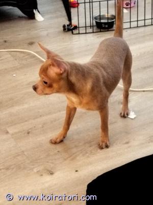 myydään chihuahua www.koiratori.com-ilmoitus Leikkisä ja innokas koiran alku ikä 6 kuukauden ikäinen etsii uutta kotia tottunut lapsiin ja kodin ääniin joudumme luopumaan elämän muutosten vuoksi rokotettu ja suoritettu 