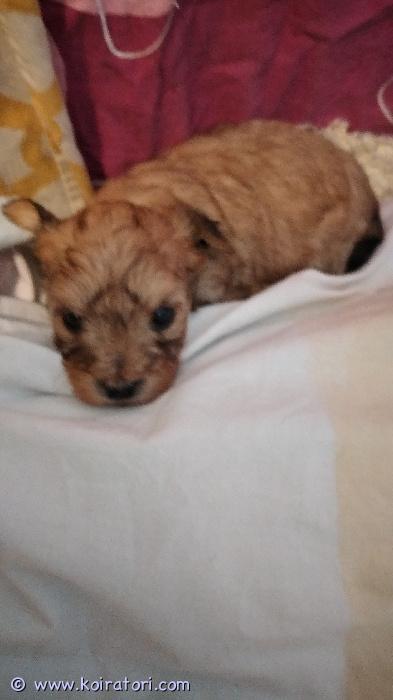 myydään kääpiökoira www.koiratori.com-ilmoitus Varattavissa 25.3.2026 Suomessa syntyneet kahden rodun suloiset mix-pennut. Vanhemmat ovat allergiaystävällistä rotua. Pennuista tulee sosiaalisia, leikkisiä ja lempeitä kuten ovat vanhemmatkin. Kooltaan 3-4 kg. Luovutus 14.5. 2026 alkaen eläinlääkärin tarkastamana, sirutettuna, rekisteröitynä sekä asianmukaisesti madotettuna.Pentueesta on vielä vapaana yksi   kuvissa oleva suloinen tyttöpentu.Ota rohkeasti yhteyttä ja kerro samalla hieman itsestäsi!