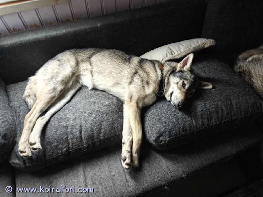 myydään tamaskankoira www.koiratori.com-ilmoitus Luna on 12.7.2024 syntynyt leikkaamaton narttu. Luna on myyty minulle tamaskan koirana, mutta en ole varma mitä rotuja hänessä on. Otin lunan hieman huonoista olosuhteista, aliravittuna ja ilman minkäänlaista koulutusta, mutta nykyään luna on sisäsiisti ja osaa peruskäskyt. Vaikkakin korvat välillä katoaa kun tyttö on innostunut. Lunalla on rokotukset voimassa ja madotan hänet ennen luovutusta. Myyn lunan mieluiten ainoaksi koiraksi omakotitaloon, koska lunalla on ollut ongelmia muiden koirien kanssa ja hän on todella vokaalinen. Luna on erittäin energinen koira ja tarviikin paljon aktiviteetteja ja koulutusta.