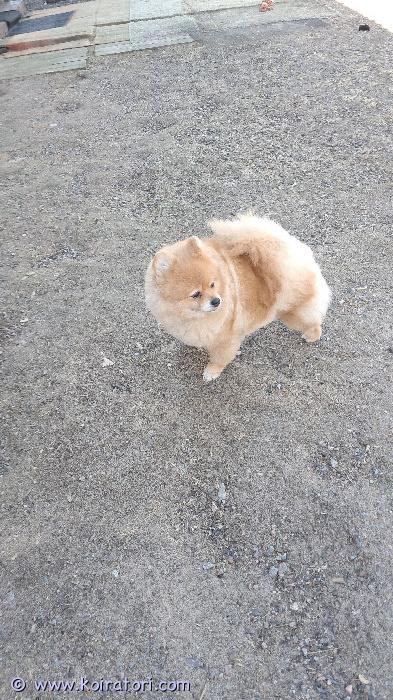 myydään pomeranian www.koiratori.com-ilmoitus Etsimme hyvää kotia omistajan sairauden takia. Tyttö on syttynyt 15.09.2019 rokotukset kunnossa. Ei      kerrostaloon. Ota yhteytä. Pera     