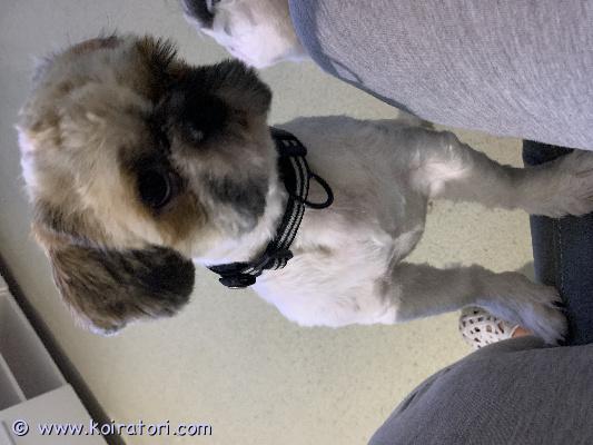 myydään shih www.koiratori.com-ilmoitus Myydään shih tzu 1.5v urosmikrosirutettu. kuuluu ruokarekisteriin.eläinlääkärin tarkastamajuuri trimmattuiloinen, ystävällinen seurakoira. perheeseen kuuluu myös 2 narttu koiraa. paino n5kgsäkä n. 25cm