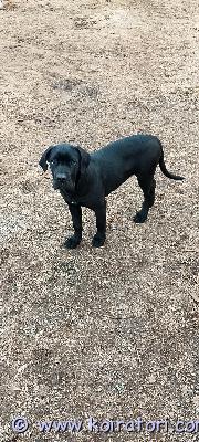 myydään canecorso www.koiratori.com-ilmoitus Canecorso pentu sukupuoli: narttusyntymäaika: 6.12.25tämä reipas ja sosiaalinen narttupentu etsii omaa loppuelämän kotiaan. Pentu on kasvanut lapsiperheen arjen keskellä / muiden koirien parissa ja on tottunut tavanomaisiin kodin ääniin. Luonteeltaan hän on utelias, rohkearauhallinen,vanhemmatmolemmat vanhemmat ovat hyväluonteisia, terveitä ja rodunomaisia suojelu- ja perhekoiria.