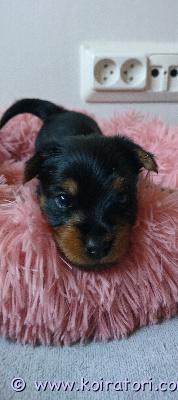 myydään silkkiterrieri www.koiratori.com-ilmoitus Hei varattavissa 2 ihastuttava silkkiterrieri poika turussa.synt 21.3 luovut 16.5 rekist sirut eläinl tark. Ihanan kiltti luonne vanhemmilla.luonne kuin villakoirilla.vihtyy siellä missä omistaja kin????vanh silmä polvi sydän tark terveeksi.rakastava koti tärkeintä????