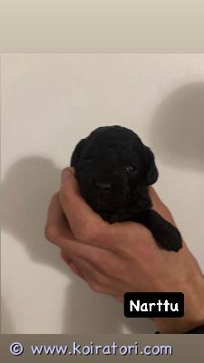myydään kääpiövillakoiramix www.koiratori.com-ilmoitus Myydään suloisia kääpiövillakoira–cotton mix -pentuja. Pentuja on yhteensä 5:• 3 urosta• 2 narttuapennut ovat syntyneet 4.4.2026 ja ovat luovutusikäisiä 21.5.2026 alkaen.emä on cotton–kääpiövillakoira -sekoitus, ja sille on tehty laajat terveystutkimukset. Isä on puhdas kääpiövillakoira.pennut kasvavat rakastavassa kotiympäristössä ja tottuvat arjen ääniin sekä käsittelyyn. Pennut luovutetaan eläinlääkärin tarkastamina, madotettuina ja sirutettuina.kerrothan yhteydenotossasi, millaiseen kotiin pentu olisi tulossa.