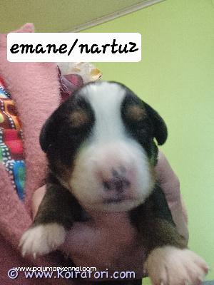 myydään bernipaimenkoira www.koiratori.com-ilmoitus 16.04. Syntunut , luovutetu 04.06 ,siru , madotetu ,rukotetu , eu vet passi  trantsporti helsinki