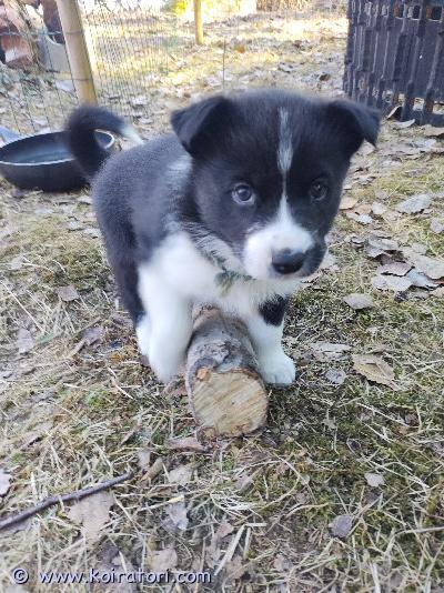 myydään karjalankarhukoira www.koiratori.com-ilmoitus Kaksi naaraskoiranpentua varattavissa. Sirutettu, madotettu ja tarkastettu eläinlääkärin toimesta. Pennut ovat todettu terveiksi.Koirat luovutetaan 8 viikon ikäisinä 1.5.2026 alkaen.Pentujen vanhemmat:isä Aitanevan ike fi37174/20äiti Raatonevan ivana fi37687/20Koirat ovat tottuneet muihin koiriin ja lapsiin. Toivomme kotia maaseudun rauhassa, jossa koirat saavat nauttia luonnosta ja ulkoilusta mahdollisimman paljon.