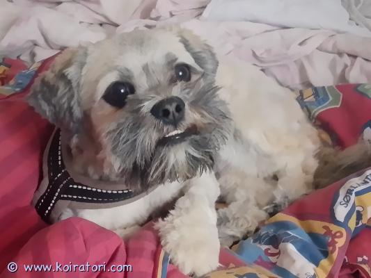 myydään Lhasaapso www.koiratori.com-ilmoitus 1.5v kiltti poika. Ei allergioita tai muita sairauksia. Tulee toimeen kissojen ja koirien kanssa. Ei eroahdistusta tms. Sisäsiisti ja muutenkin normaali koira, apsomaiseen tapaan toki halutessaan itsepäinen. Paperit on. 