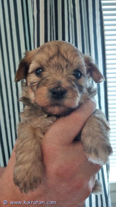 myydään kääpiökoira www.koiratori.com-ilmoitus Varattavissa 25.3.2026 Suomessa syntyneet kahden rodun suloiset mix-pennut. Vanhemmat ovat allergiaystävällistä rotua. Pennuista tulee sosiaalisia, leikkisiä ja lempeitä kuten ovat vanhemmatkin. Kooltaan tulevat olemaan 3-4 kg.Luovutus on 14.5.2026 alkaen eläinlääkärin tarkastamana, sirutettuna, rekisteröitynä sekä asianmukaisesti madotettuna.Pentueesta on vielä vapaana tämä yksi kuvissa oleva suloinen tyttöpentu.Ota rohkeasti yhteyttä ja kerro samalla hieman itsestäsi!