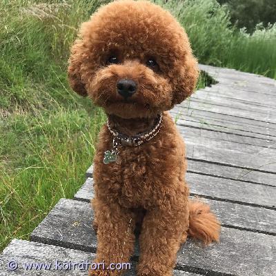 myydään pentuja www.koiratori.com-ilmoitus Ihastuttavia kääpiövillakoiran pentuja.meillä on kaksi hurmaavaa urosta ja narttua. Nämä pennut tunnetaan hellästä luonteestaan, minkä ansiosta ne ovat loistavia kumppaneita niin perheille kuin yksilöillekin.