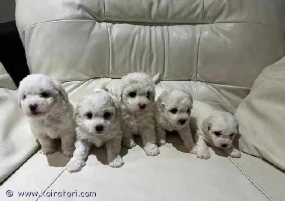 myydään bichonfrisé www.koiratori.com-ilmoitus Haaveiletko uudesta karvaisesta perheenjäsenestä? tutustu heran ihaniin bichon frise -pentuihin! ne syntyivät 16. Maaliskuuta 2026, ja nämä 4 täydellistä pentua – 2 poikaa ja 2 tyttöä – etsivät nyt rakastavaa ikuisen kodin! nämä sulokkuudet ovat valmiita liittymään uusiin perheisiinsä 10. Toukokuuta 2026, 8 viikon ikäisinä. Ne on kasvatettu huolehtivassa, perhekeskeisessä ympäristössä, ja nämä hypoallergeeniset pennut ovat ystävällisiä, leikkisiä ja täynnä rakkautta. Jokaisella on oma ainutlaatuinen luonne – olipa kyseessä aktiivinen leikkikaveri, sylissä viihtyvä perheenjäsen tai rauhallinen ja vakaa ystävä.miksi valita heran pennut?hypoallergeeninen rotu: täydellinen allergiaperheille.terveet ja iloiset: molemmat vanhemmat ovat terveitä, ja pennut on kasvatettu rakkaudella ja huolenpidolla.rokotettu ja sirutettu: täysin eläinlääkärintarkastettu, ajan tasalla kaikista ikään sopivista rokotuksista ja mikrosirutettu.hyvin sosiaalistettu: pennut on sosiaalistettu hyvin, joten ne ovat itsevarmoja ja mukautuvia ihmisten ja muiden eläinten kanssa.vastuullinen kasvatus: keskitymme terveyteen, luonteenpiirteisiin ja eettisiin kasvatustapoihin, jotta pennut saavat parhaan mahdollisen alun elämään.pehmeästi koulutettu ja hyvin käyttäytyvä: pennut ovat jo hyvällä tiellä olla hyvin käyttäytyviä, sillä ne on opetettu ensimmäisinä kuukausina hyviin käytöstapoihin, kuten sisäsiisteyteen ja perustemppuihin.enemmän kuin pentu – elämänkumppanihera, omistautunut äiti, on ollut meillä syntymästään syyskuussa 2022. Hän on osa ensimmäistä pentuetta, ja olemme seuranneet hänen kasvuaan rakastavaksi äidiksi. Olemme hoitaneet kaikkia pentujamme niiden ensimmäisestä hengityksestä lähtien, tarjoten niille runsaasti rakkautta ja sosiaalistamista.etsimme vastuullisia, rakastavia perheitä tai yksilöitä, jotka voivat antaa näille ihanille pennuille kodin, jossa ne saavat ansaitsemaansa huomiota ja rakkautta.ota yhteyttä tänään!jos olet valmis ottamaan vastaan ikuisen ystävän kotiisi, ota rohkeasti yhteyttä. Autamme mielellämme löytämään täydellisen seuralaisen perheellesi!uskokaa meitä – rakastutte heti ensimmäiseen halaukseen! 