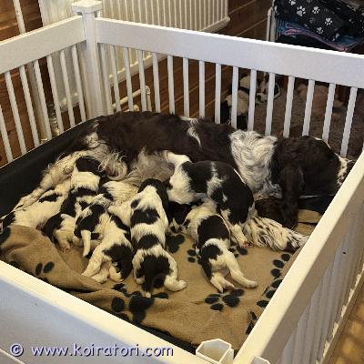 MYYDääN englanninspringerspanieli www.koiratori.com-ilmoitus Englanninsprinerinspanielin penntu syntyneet (4+3)4.4.2026 ja ovat maksavalkoisia.pennut luovutetaan kesäkuun ensimäiselläviikolla eläinlääkärin tarkastamana. jos sinua kiinnostaa niin ota meihin yhteyttä.-marianne-+358405678613m.kylaniemi@gmail.com