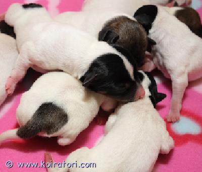 myydään amerikankääpiöterrieri www.koiratori.com-ilmoitus Varattavissa pentuja! Valmiita omaan kotiinsa 8 viikon ikäisinä. Hyvä koirarotu, ei hauku, eikä riehu on fiksu ja mukava. Ei perinnöllisiä sairauksia tai ongelmia. Ennen luovutusta pennut tarkasti tutkittu eläinlääkärillä kuten vanhemmatkin - kirjallinen terveystakuu. Ei allerginen eikä allergisoi. Lyhyt ei-trimmattava karva, tekee mielellään pitkiä lenkkejä ja viihtyy silti kotona.Tule katsomaan pentuja ja pentujen vanhempia. vierailun ja tutustumisen jälkeen voit miettiä haluatko varata pennun. Lisää tärkeää tietoa puhelimitse ja sähköpostilla. Pennun mukana aivan kaikki tarvittava, peti, kipot, ruoka, kuljetuskoppa, panta, talutin, aivan kaikki tarvikkeet...  (vierailu on pakollinen ennen mahdollista varausta)