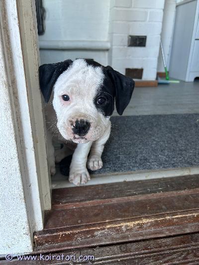 myydään Amerikanbulldog www.koiratori.com-ilmoitus Myydään 13.3.26 syntyneitä Amerikanbulldog pentuja.Jäljellä 5 urosta. Pennut ovat terveystarkastettu ja sirutettu 27.4.26 tervein paperein sekä madotettu 2 viikon välein.Rokotukset 12 viikon iässä jää ostajalle.Pentujen vanhemmat samassa perheessämme ja ovat lapsiperheessä kasvaneet omakotitalossa.Toivomme rakastavaa ja huolehtivaa perhettä pennuille.Amerikanbulldog rakastaa aktiviteettiä kun myös kainalossa olla sohva perunana rapsutettavana.Pennut luovutetaan 8.5 alkaen jolloin ovat 8 viikon ikäisiä.Pennut ovat Koisjärvelläotathan yhteyttä.  Pshalttu@gmail.com / 0404151577 Pia