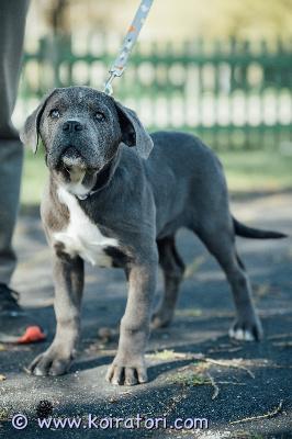 MYYDääN canecorso www.koiratori.com-ilmoitus Ihana max vielä vailla rakastavaa ja vastuuntuntoista kotia.max on syntynyt 30.12 ja rekisteröity eestin kennelliittoon.eläinlääkäri on pojan terveeksi todennut ja rokotukset on tehty iänmukaisesti sekä madotukset annettu asianmukaisesti.maxin vanhemmat on terveet ja hyväluonteiset.luonteeltaan poika on rauhallinen ja järkevä ja uudet asiat oppii nopeasti.sisäsiisteys hyvällä mallilla.max on tottunut toisiin koiriin ja kissoihin ja hän on muutenkin sosiaalinen ja rohkea pentu.mukaan kattava pentupaketti ja kasvattajan loppuelämän tuki.uudelta kodilta odotammme että rotuun on tutustuttu ja kaikki edellytykset tarjota pennulle hyvä ja huolehtiva koti on olemassa.mikäli sinulla on haaveissa ollut jo pidempään cane corso ja max kuulostaa juuri sinun pennultasi ota yhteyttä puhelimitse tai whatsapp +37255628699(puhun suomea)osamaksu muutamissa osissa mahdollinen oikealle ihmiselle.