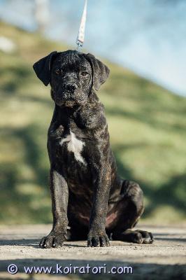 MYYDääN canecorso www.koiratori.com-ilmoitus Upea urospentu vielä vastuullista ja rakastavaa kotia vailla.pentu on rekisteröity eestin kennelliittoon.rokotettu iänmukaisesti ja useasti madotettu,eläinlääkärin terveeksi tarkastama.perusjuttujen opettelu hyvällä mallilla,sisäsiisteys myös.reipas,rohkea pentu.sosiaalinen ja tottunutkin toisiin koiriin ja kissoihin.mukaan kattava pentupakkaus ja kasvattajan loppuelämän tuki.mikäli olet rotuun tutustunut,sinulla on elämän perusasiat kunnossa ja mahdollisuus tarjota pojalle maailman paras koti,ota yhteyttä puhelimitse tai whatsapp +37255628699 (puhun suomea)osamaksu mahdolisuus.