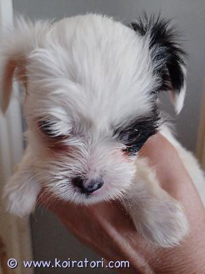 myydään chihumix www.koiratori.com-ilmoitus Ihana arttu etsii vielä kotia. 50% chihu 25% japanese chin ja 25% kiinanharjakoira. Pitkä paksu turkki. Todella hiljainen poika, emokaan ei hauku. Luovutus alkaen 13.5.