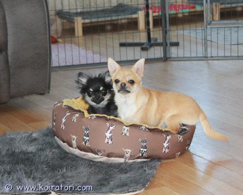 MYYDääN chihuahua www.koiratori.com-ilmoitus Myytävänä kaksi chihuahua-urospentua.pennut ovat syntyneet latviassa ja niillä on fci (lkf) -sukutaulut.pennut ovat täysin valmiita muuttamaan uusiin koteihin:• kaikki tarvittavat rokotukset annettu• mikrosirutettu• eu-lemmikkipassi valmiina• karanteeni suoritettu• madotukset ja loishäädöt tehtypentujen vanhemmat on tutkittu sertifioidun eläinlääkärin toimesta:• sydän terve• silmät puhtaat• polvet (patella) 0/0pennut ovat terveitä, hyvin hoidettuja ja rakkaudella kasvatettuja.kirjoita rohkeasti — vastaan mielelläni kaikkiin kysymyksiin!