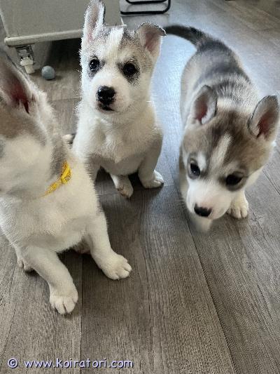 myydään siperianhusky www.koiratori.com-ilmoitus Myydään siperianhuskyn pentuja!etsivät harrastavia koteja :)pennut syntyneet 16.3.26 ja ovat valmiita muuttamaan uusiin koteihin 11.5 alkaen …pennut ovat rekisteröity kennelliittoon.ovat sirutettuja ja pentutarkastus tehty.madotettu useasti.vauhdikkaita,reippaita ja terveitä pentuja.tottuneet lapsiin ja perhe elämään.emä: forest runners blazing venusisä: arctic soul double dacapoota yhteyttä ja kysy lisää :)