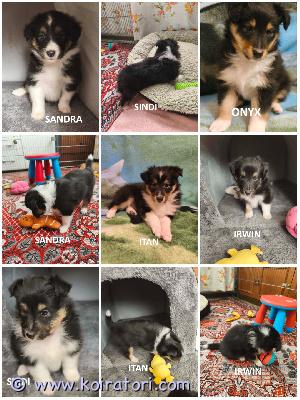 MYYDääN sheltie www.koiratori.com-ilmoitus The kennel is reserving tricolor sheltie puppies, born on 21.03.2026. Two tricolor girls and three tricolor boys.all puppies have cea+ parents.height varies, but all are within standard.the boys testicles are already palpable.all are healthy, active, and positive.they will be ready to go to their new families by the end of may.each puppy will have an ekl/fci pedigree, a european passport, a microchip, age-appropriate vaccinations, and a sales contract.the parents are show dogs and have been health tested.i have whatsapp and viber.kennel varaa tricolor sheltin pentuja, jotka ovat syntyneet 21.03.2026. Kaksi tricolor naarasta ja kolme tricolor urosta.kaikilla pennuilla on cea-positiiviset vanhemmat.koko vaihtelee, mutta kaikki ovat standardin mukaisia.poikien kivekset ovat jo tunnusteltavissa.kaikki ovat terveitä, aktiivisia ja positiivisia.ne ovat valmiita muuttamaan uusiin koteihinsa toukokuun loppuun mennessä.jokaisella pennulla on ekl/fci-sukutaulu, eurooppalainen passi, mikrosiru, ikätasoiset rokotukset ja kauppasopimus.vanhemmat ovat näyttelykoiria ja heille on tehty terveystarkastuksia.minulla on whatsapp ja viber.