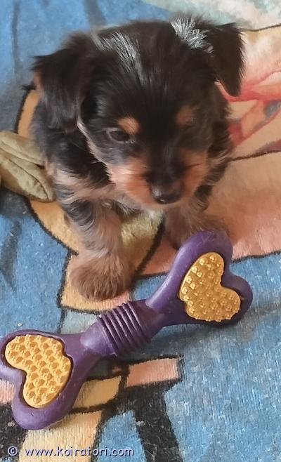 myydään silkkiterrieri www.koiratori.com-ilmoitus Synt 21.3 luovut16.5 alkaen.emä pet pursuit xoxo uros pet pursuit inside out.vanh silmä polvi sydän tarkistettu. Silkki on ihana ihmisrakas rotu vaihtuu siellä missä omistajakin.tykkää olla sylissä.mutta myös tykkää  ja jaksaa kävellä pitkiä lenkkejä. Vanhemmat on erittäin hyväluonteisia..näyttelyissä menestyneitä. Turkin hoito on helppo n 2 viikon välein pesu föönaus kampaus  /siitä saa myös hyvän kaverin näyttelyihin ja tai agility. Jos on kiinnostusta.//mukaan tulee 3 kg kuivamuona talutin leluja pissaalustoja ym...asumme turussa/ olen käynyt kasvattajakurssin mun kennelnimi on tinroses.