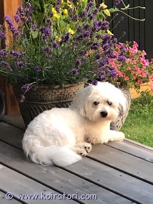 myydään cotondetulear www.koiratori.com-ilmoitus Vko 21 odotellaan puhdasrotuisia cottosen-pentusia syntyviksi.molemmat vanhemmat rekisteröityjä ja jalostustarkastettuja.luov heinäkuussa. 