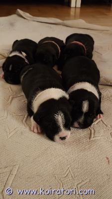 myydään staffordshirenbullterrieri www.koiratori.com-ilmoitus 5 staffi-tyttöä etsii rakastavia koteja. Pennut syntyi 7.4.2026.Luovutusiässä 2.6.2026Haluamme alkaa jo tässä vaiheessa etsimään sopivia koteja jotta uusi perhe voisi tutustua pentuun rauhassa ennen luovutusikää. Pennut käytetään eläinlääkärissä ennen luovutusta.Pennut ovat uteliaita, leikkisiä ja sosiaalisia. Toivomme pennuille rakastavaa, turvallista ja vastuullista loppuelämän kotia.Kerro millainen koti sinulla on tarjota pennulle.
