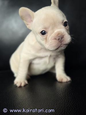 myydään ranskalainenbulldoggi www.koiratori.com-ilmoitus Pennut syntyivät suomessa 15.03.2026 ja ovat valmiita muuttamaan uusiin koteihinsa 10.05.2026 ennen luovutusta pennut tarkastetaan eläinlääkärin toimesta. Rokotukset antaa uusi kasvattaja, kun pennut ovat 3 kuukauden ikäisiä. Pennut voi varata 200 euron varausmaksulla, joka vähennetään lopullisesta hinnasta.