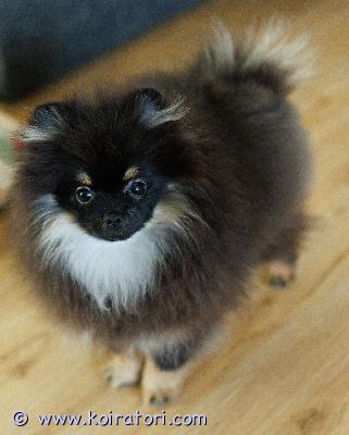 myydään pomeranian www.koiratori.com-ilmoitus Pomeranian pentupoika 5 kk etsii hyvää kotia.Oliver on pienikokoinen, terve, sirutettu, madotettu, kaikki rokotukset. Paperit on. Kaikki kunnossa.Pentu on ystävällinen, kiltti ja sosiaalinen.  On fiksu ja oppii nopeasti. Sopisi hyvin rakastavaan kotiin kaveriksi. Etsin kotia, jossa on aikaa koiralle. Jos olet kiinnostunut laittaa viestiä kerrothan millainen koti sinulla olisi koiralle tarjota.Lisätietoja mailitse.Pentu sijaitsee helsingissä. 
