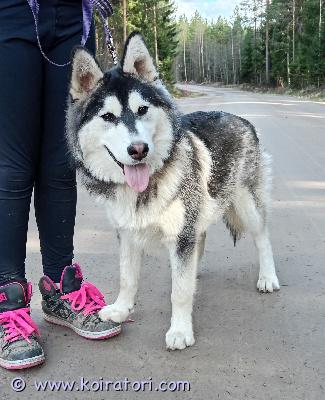 myydään lapinkoirahuskymix www.koiratori.com-ilmoitus Myynti ilmoitus tuttavan puolesta! uutta kotia etsii 10.11.2025 syntynyt uros pentu. Pennun isä on suomenlapinkoira ja emä on pienikokoinen siperianhusky. Pentu on erittäin kiltti, sosiaalinen ja tottunut lapsiin ja toisiin koiriin. Kaikki ruokainen, ei allergioita. Kissoista ei ole kokemusta. Hyvin hiljainen on että ei hauku juuri ollenkaan eikä myöskään ulvo. Kotia etsii kuitenkin mielellään rivi-/omakotitalosta. Myös kuljetus mahdollinen. lisätietoja kysymällä!pieksämäki 