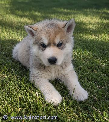 myydään siperianhuskypentue www.koiratori.com-ilmoitus Kaksi 19.3. Syntynyttä siperianhuskypoikaa etsivät loppuelämän kotejaan. Nämä ihmisrakkaat riiviöt ovat eläinlääkärin tarkastamia ja terveeksi todettuja, sirutettuja sekä useaan kertaan madotettuja. Molemmat vanhemmat ovat nähtävillä paikan päällä. Lisäkuvia ja videoita pyydettäessä