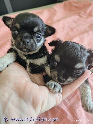 myydään chihuahua www.koiratori.com-ilmoitus Chihuahuat syntyivät 9. Huhtikuuta 2026 lahdessa, suomessa. Yksi tyttöpentu ja yksi poikapentu. äiti- ja isäkoirat ovat puhdasrotuisia chihuahuoita, joilla ei ole terveysongelmia. äiti on lyhytkarvainen, kaksivuotias koira. Isä on pitkäkarvainen, viisivuotias koira. Pennut tarkastetaan lääkärissä kuuden viikon Ne ovat valmiita muuttamaan uusiin koteihinsa seitsemän viikon iässä. Ei saatavilla osamaksulla.