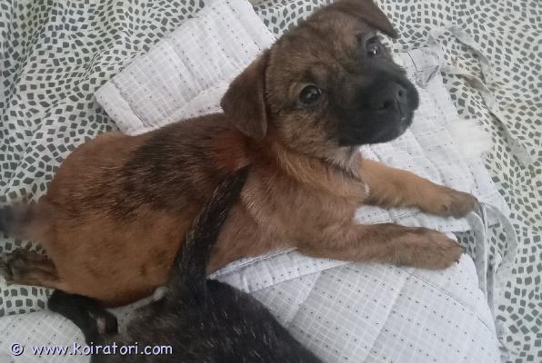 myydään cairnterrierimix www.koiratori.com-ilmoitus Urospentu syntyi 9.3 ja on nyt luovutusikäinen. Isä cairnterrieri ja emo jackrussel. Pentu kävi eläinlääkärin tarkastuksessa ja sirutuksessa 22.4 jossa todettiin terveeksi. Paino nyt 1,8 kg. Aikuisena arviolta 30 cm korkea.Pentueesta viimeinen omaa perhettä vailla, tule tutustumaan! Vanhemmat olleet terveinä ja ovat ihmisrakkaita kotikoiria. Pennut kasvaneet arjen keskellä tottuen toisiin koiriin.