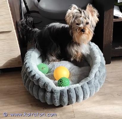 myydään yorkshirenterrier www.koiratori.com-ilmoitus Luovutusikuinen, 7 kk, komea urospentu vapaana. Pentu on moneasti madotettu, eläinlääkärin tarkastama, siru, annettu kaikki rokotukset, eu passi, rotutodistus. Vanhemmilla viralliset terveystarkastukset näky rekisterissä, kysy lisä