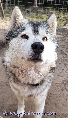 myydään husky www.koiratori.com-ilmoitus Melody etsii rakastavaa loppuelämänsä kotia. Hän on 3 vuotias huskytyttö. Luonteeltaan ujo ja kiltti, ihmisrakas. Tulee toimeen muiden koirien kanssa, elänyt ulkotarhassa. Rokotukset ja passit ok.Etsimme hänelle kotia, jossa olisi pihaa/ aitaus, mieluiten myös toinen koira seuraksi. Soveltuu lapsiperheeseen, tarvitsee lenkkeilyä ja liikuntaa, hellyyttä  ja rakkautta.Soita, niin kerron lisää. Laita tekstiviesti jos en pysty vastaamaan niin soitan takaisin.