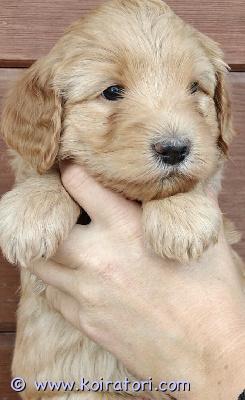 myydään labradoodle www.koiratori.com-ilmoitus Varattavissa vielä tyttö ja poika! terveystutkitut vanhemmat, aikuiskoko n. 10-15kgturkki trimmattava. luovutus alkaen viikolla 21!