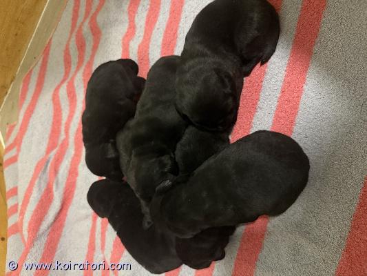 myydään labradorinnoutaja www.koiratori.com-ilmoitus Myydään labradorinnoutajan pentuja 7kpl joista vapaana enää: 3 narttua ja 2 urosta.puhtaat tutkitut vanhemmat, isä valkonen/äiti ruskea.pentujen luovutus päivä 11.6varausmaksu 300€ joka hyvitetään noudon yhteydessä loppusummasta. Varausmaksua ei peruutuksen tultaessa palauteta. molemmat vanhemmat nähtävissä!pennut eläinlääkäri tarkistaa, siruttaa ennen luovutusta! lisäksi saat meistä loppuelämän tuen kasvattajina, aina saa ja pitää kysyä! :) kerrothan millaiseen kotiin haluaisit pennun, valitsemme tarkoin uudet kodit! :) 