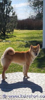 myydään shiba www.koiratori.com-ilmoitus Kotia etsii kaunis ja hyvätapainen shiba tyttö, ikä 8kk. On oppinut täysin sisäsiistiksi ja rokotukset sekä madotukset on annettu ja on terve mistä eläinlääkärin todistus. Muutkin paperit löytyy. Luovutaan ajanpuutteen ja tulevan muuton vuoksi.