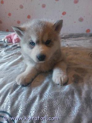 myydään siperianhuskypentue www.koiratori.com-ilmoitus Kaksi 19.3. Syntynyttä siperianhuskypoikaa etsivät loppuelämän kotejaan. Nämä ihmisrakkaat riiviöt ovat eläinlääkärin tarkastamia ja terveeksi todettuja, sirutettuja sekä useaan kertaan madotettuja. Molemmat vanhemmat ovat nähtävillä paikan päällä. Lisäkuvia ja videoita pyydettäessä