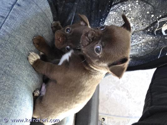 myydään chihuahua www.koiratori.com-ilmoitus Terveet ja sirutetut urospennut etsivät hyvää ja rakastavaa loppuelämän kotia. Tottuneet muihin koiriin ja lapsiin. Millainen koti sinulla olisi tarjota?