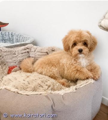 myydään maltipoo www.koiratori.com-ilmoitus 3 kk, luovutusikuinen, komea, reipas , terve maltipoo f1 urospentu vailla oma kotia. Poika on moneasti madotettu, eläinlääkärin tarkastama, siru, eu matkustuspassi. Annettu kaikki rokotukset, voimassa vuoden, myös rabies. Vanhemmat  kääpiövillakoira ja malta koira. Poika on jo opetettu ulkona hihnassa kävellä, sopii myös kerrostalon , lapsien perheen, on aktiivinen , syö märkä ja kuivamuonaa . Karva en lähteä, siksi on siisti ja allergiavapaa rotu, kysy lisä