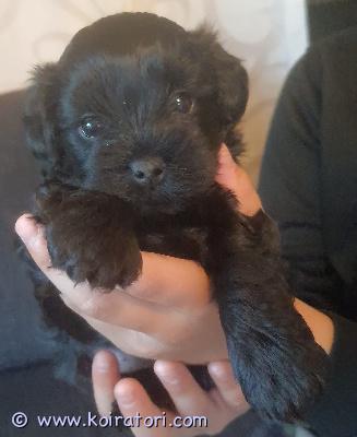 myydään yorkiepoo www.koiratori.com-ilmoitus Yorkiepoo tyttöpentu etsii kotia 15.4.2026 syntynyt musta yorkiepoo-tyttö etsii rakastavaa kotia. Luovutus 10.6.2026 (8 viikon iässä).pentu on eläinlääkärin tarkastama, sirutettu, madotettu useasti.emo yorkshirenterrieri, isä kääpiövillakoira. Yorkiepoo on vähäallergeeninen rotuyhdistelmä.varausmaksu 200€lisätietoja ja kuvia saa kysymällä.