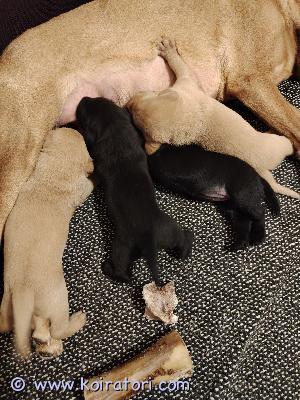myydään labradorinnoutaja www.koiratori.com-ilmoitus Yksi musta urosyksi keltainen urosyksi musta narttuyksi keltainen narttusyntyneet 21.4.2026luovutus 9.6.2026 eteenpäin.eläinlääkäri siruttaa ja tarkistaa.tästä todistukset mukaan.madotus tehdään 3 x.tottuvat normaaliin perhearkeen ja ulkoilu aloitettu.emä rekkaamaton 3 vuotias käyttislabbis paino 30 kg ja isä hoitopaikan 2 vuotias näyttislabbis paino 35 kg.Varausmaksu 150e ,vähennetään loppusummasta.