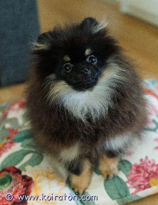 myydään pomeranian www.koiratori.com-ilmoitus Pomeranian pentupoika 5 kk etsii hyvää kotia.Oliver on pienikokoinen. Terve, sirutettu, madotettu, kaikki rokotukset. Paperit on. Kaikki kunnossa.Pentu on ystävällinen, kiltti ja sosiaalinen.  On fiksu ja oppii nopeasti. Sopisi hyvin rakastavaan kotiin kaveriksi. Etsin kotia, jossa on aikaa koiralle. Jos olet kiinnostunut laittaa viestiä kerrothan millainen koti sinulla olisi koiralle tarjota.lisätietoja mailitse. 