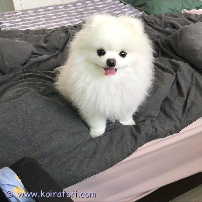 myydään pomeranianpentu www.koiratori.com-ilmoitus Upean pieni uros- ja naaraspomeranianpentumme on nyt valmis löytämään rakastavan kotinsa. Ne ovat persoonallisia, leikkisiä, hellyydenkipeitä ja rakastavat huomiota. Perheympäristössä kasvaneet ne ovat hyvin sosiaalistettuja ja tottuneet jokapäiväisiin kodin ääniin.pomeranian-uros ja -naaraspörröinen turkki ja kauniit kuviotystävällinen ja leikkisä luonnesyövät ja juovat hyvinvalmis rakastavaan viiden tähden kotiinnämä pienet uros- ja naaraspennut olisivat täydellisiä kumppaneita oikealle perheelle tai yksilölle.