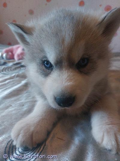 myydään siperianhuskypentue www.koiratori.com-ilmoitus Kaksi 19.3. Syntynyttä siperianhuskypoikaa etsivät loppuelämän kotejaan. Nämä ihmisrakkaat riiviöt ovat eläinlääkärin tarkastamia ja terveeksi todettuja, sirutettuja sekä useaan kertaan madotettuja. Molemmat vanhemmat ovat nähtävillä paikan päällä. Lisäkuvia ja videoita pyydettäessä. Ei osamaksumahdollisuutta.